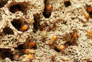 insects