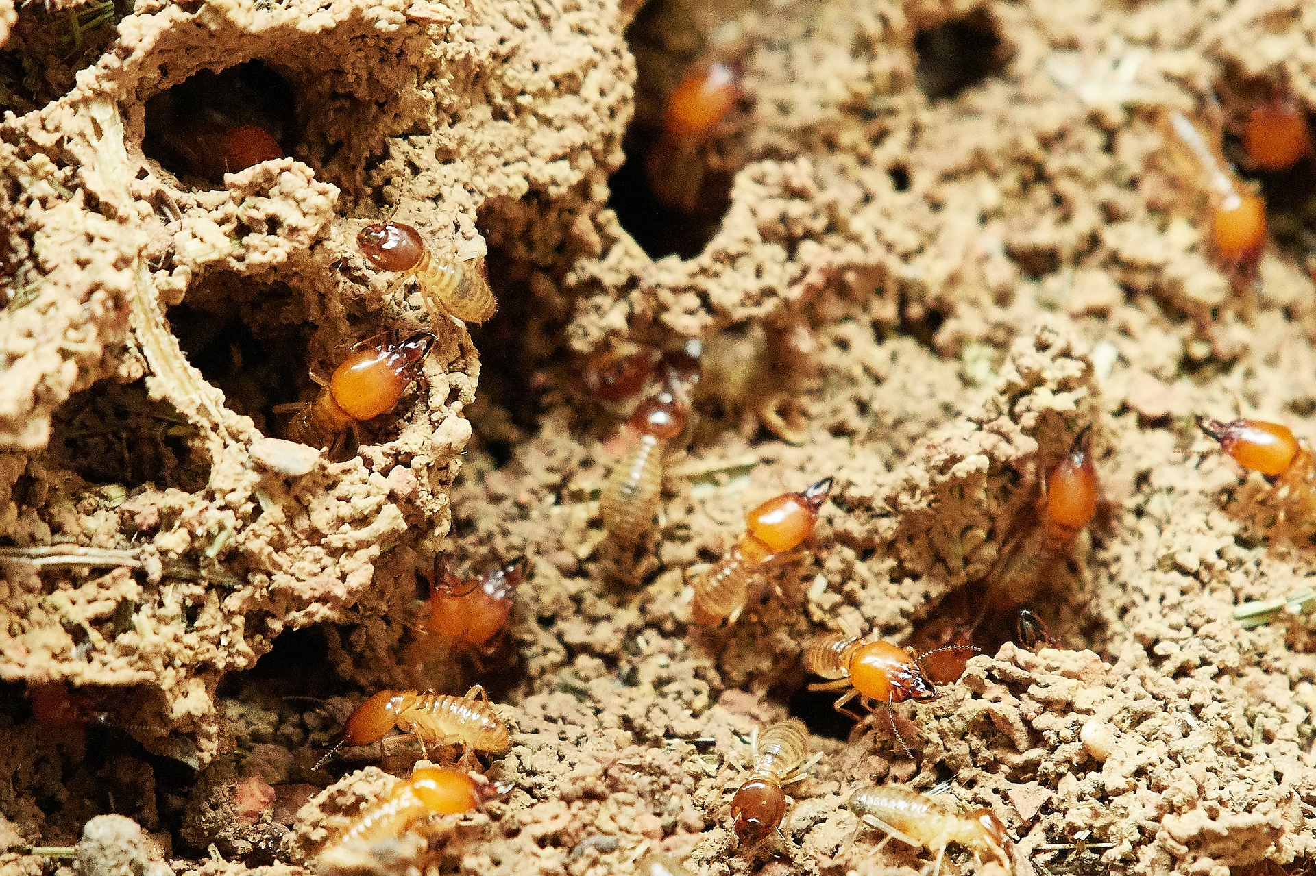 insects