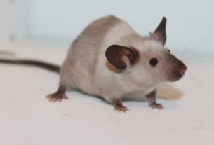 rodent
