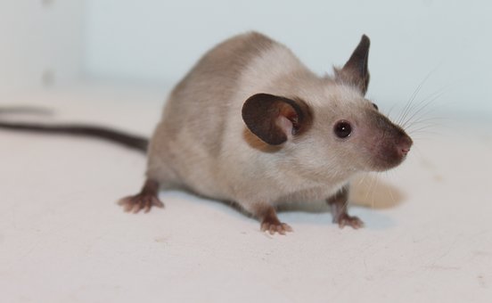 rodent