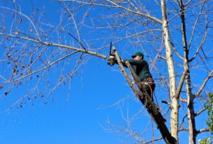 tree cutter