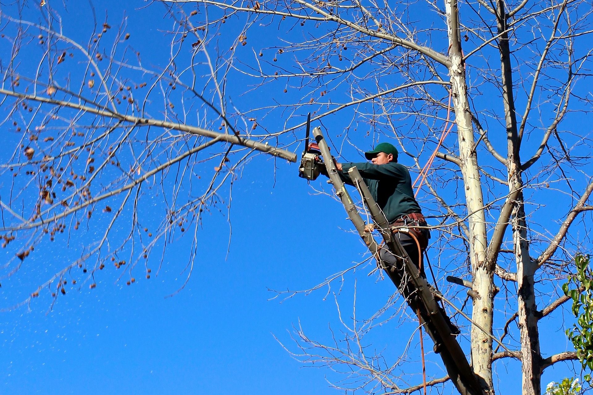 tree cutter
