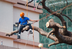 tree removal expert at work