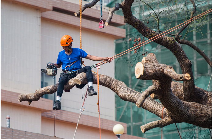 tree removal expert at work